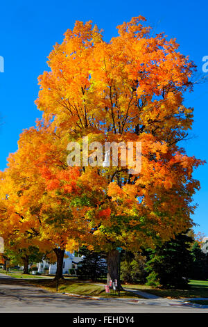 Couleurs d'automne en automne avec le sirop d'arbre sur la rive du lac Huron près de Lexington au Michigan Banque D'Images