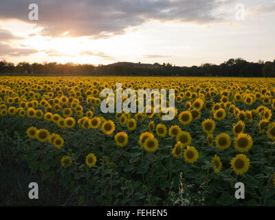 Un soir d'été, puits de lumière un champ rempli de tournesols près de Limoux en Languedoc France Banque D'Images