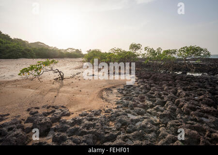 Les mangroves poussent sur la roche volcanique près de la rive de l'île Poilao dans les îles Bijagos de Guinée Bissau Banque D'Images