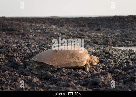 Une tortue verte elle-même le transport de retour vers la mer après la ponte des œufs sur les rives de l'île de Poilao des Bijagos, Guinée Bissau Banque D'Images