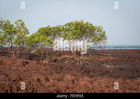 Les mangroves poussent sur la roche volcanique près de la rive de l'île Poilao dans les îles Bijagos de Guinée Bissau Banque D'Images