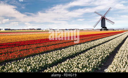 Moulin sur champ de tulipes Banque D'Images