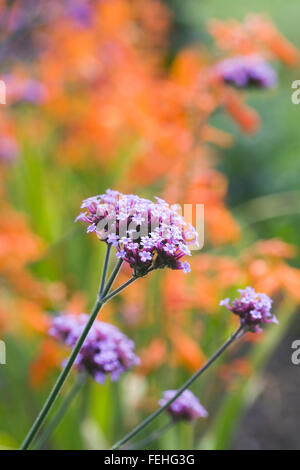 Verbena bonariensis devant les fleurs de Crocosmia 'Ballerina'. Banque D'Images