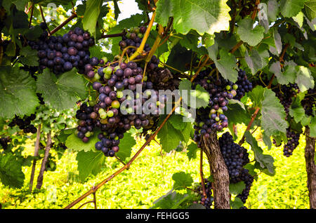 Vin rouge : les raisins dans la vigne avant la récolte Banque D'Images