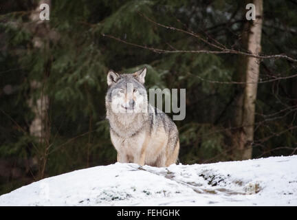Le loup gris d'Europe dans la neige avec des arbres derrière Banque D'Images