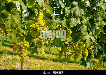 Les raisins pour le vin blanc avant la récolte, Sauvignon Blanc Banque D'Images