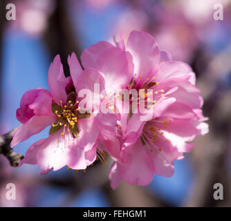 Square macro image d'un groupe d'amande, avec fleurs, selective focus Banque D'Images