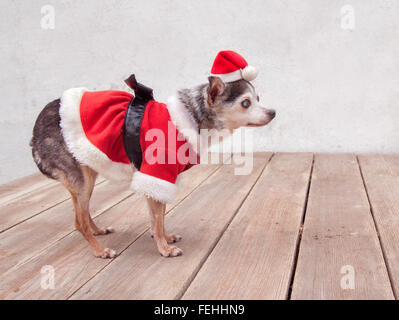 Petit chien chihuahua âgée se lève sur plancher bois porter du rouge santa suit être prêt pour Noël. Banque D'Images