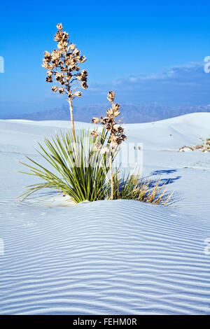 Dans Yucca dunes blanches National Monument Banque D'Images