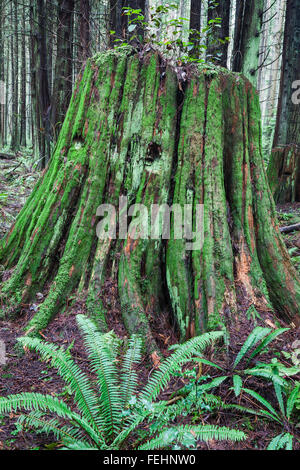 Rotting souche d'un cèdre rouge de l'arbre dans une forêt pluviale tempérée Banque D'Images