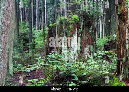 Les souches d'arbre en décomposition dans une forêt pluviale tempérée Banque D'Images