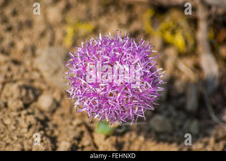 Un cluster de Coyote sphérique (menthe Monardella villosa) fleurs. Banque D'Images