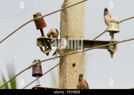 Belle rose bird, Rosy Starling (Pasteur roseus) debout sur le journal Banque D'Images