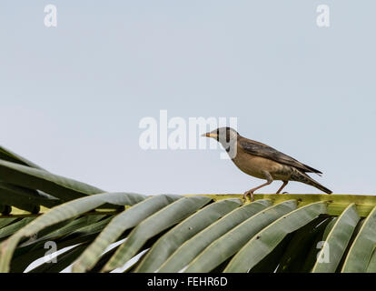 Belle rose bird, Rosy Starling (Pasteur roseus) debout sur le journal Banque D'Images