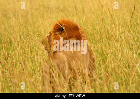 Un lion avec une crinière rouge regarde dans la savane de l'herbe en se tenant debout Banque D'Images