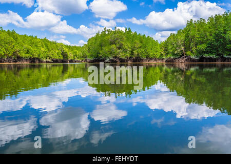 La forêt de mangrove en compte Banque D'Images