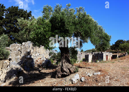 Crète, olivier avant le reste de l'ancien cloître du monastère de Preveli, ruine Moni Preveli, dans le sud de l'île Banque D'Images