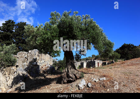 Crète, olivier avant le reste de l'ancien cloître du monastère de Preveli, ruine Moni Preveli, dans le sud de l'île Banque D'Images