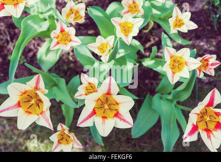 Groupe de plongée des tulipes en fleurs Banque D'Images