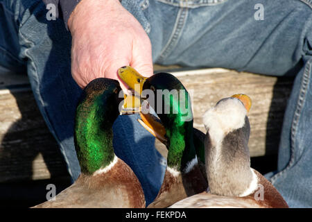 Mallard ou canards sauvages ( Anas platyrhynchos) d'être nourris à la main par un homme, Chiemsee, Haute-Bavière, Allemagne Banque D'Images