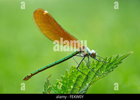 Une belle demoiselle (Calopteryx virgo) libellule couverte de rosée matinale Banque D'Images