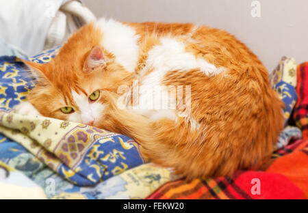 Nice Big cat gingembre allongé sur le linge de lit Banque D'Images