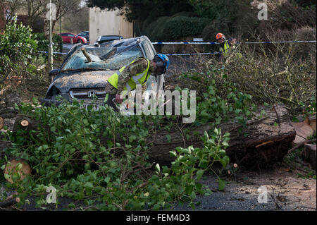 Météo France : la clarté commence d'un arbre renversé par la tempête Imogen qui écrasé une voiture à Ide, Exeter, Devon, UK. Banque D'Images