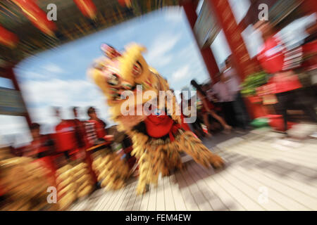 Kuala Lumpur, Malaisie. 8 Février, 2016. Les artistes interprètes ou exécutants effectuer une danse du lion traditionnel pour divertir le public pendant les célébrations du Nouvel An chinois dans un temple à Kuala Lumpur. La danse du lion est une danse traditionnelle chinoise sur les grandes occasions, comme la fête du printemps pour la bonne chance, car il semble que le lion est un animal de bon augure. Banque D'Images