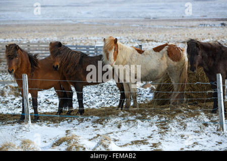 Troupeau de chevaux Islandais en face de montagnes enneigées Banque D'Images