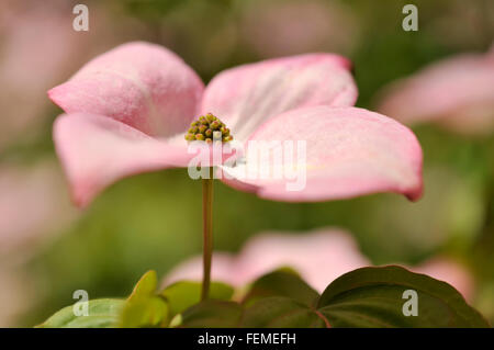 Un Cornus kousa fleur avec bractées rose tendre. Banque D'Images