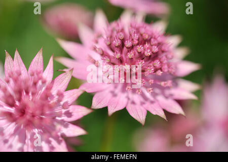 Une forme de rose profond Astrantia maxima vu en gros plan. Banque D'Images