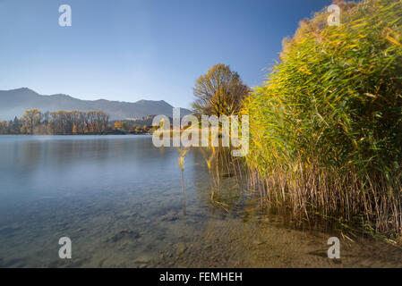 Un roseau la rive du lac Tegernsee sur un matin d'automne ensoleillé avec les feuilles d'automne et des arbres,Bad Wiessee, Bavière, Allemagne Banque D'Images