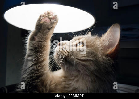 Sept mois Somali bleu longhair chaton. Enquête sur une lampe de bureau équipé d'une ampoule LED cool. Banque D'Images