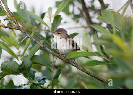 Eurasian Reed Warbler Acrocephalus scirpaceus, oiseau de l'automne, à Willow scrub, Banque D'Images