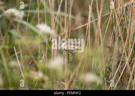 Eurasian Reed Warbler, Acrocephalus scirpaceus, oiseau de l'automne, roselière Banque D'Images