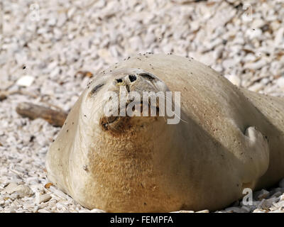 Phoque moine de la Méditerranée vous détendre sur une plage de galets Banque D'Images