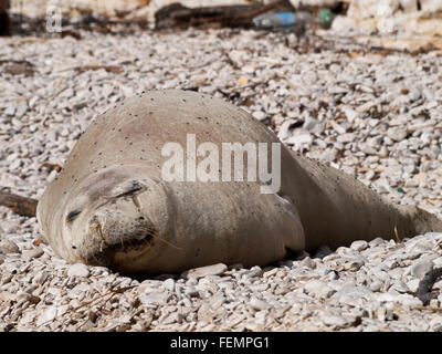 Phoque moine de la Méditerranée vous détendre sur une plage de galets Banque D'Images