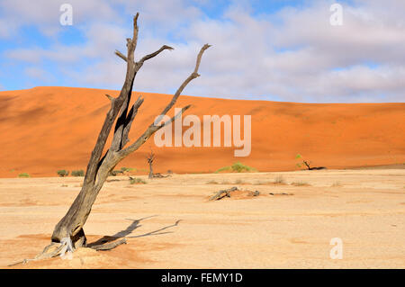 Lonely tree squelette à Deadvlei près de Sossusvlei, Namibie Banque D'Images