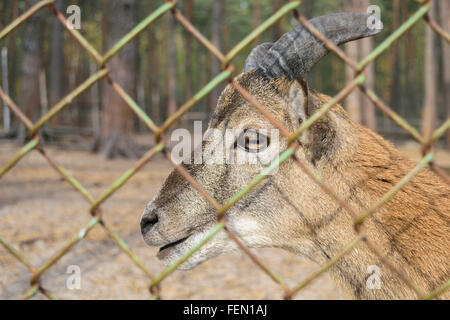 Tête de chèvre rouge sauvage (femelle) avec de courtes cornes close-up. Vue latérale (profil) Banque D'Images