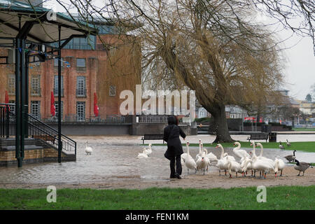 Stratford-upon-Avon, Warwickshire, Royaume-Uni. 8e février 2016. Une femme nourrit les cygnes sur la rivière Avon, en face du théâtre RSC à Stratford. La rivière Avon continue d'augmenter après la pluie torrentielle de semaine. Crédit : Andrew Lockie/Alamy Live News Banque D'Images