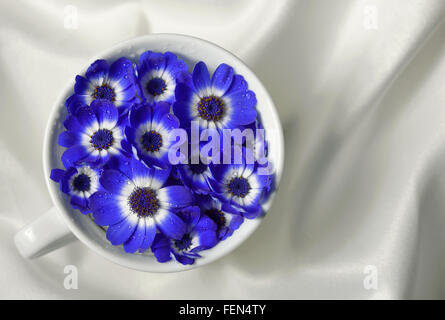 La cinéraire bleu et blanc de fleurs dans une tasse Banque D'Images