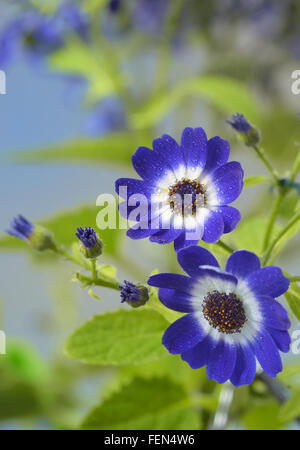 La cinéraire bleu et blanc flowers in garden Banque D'Images