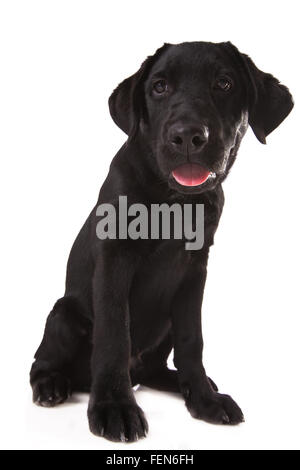 Beau Labrador noir isolé sur fond blanc. Banque D'Images