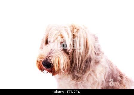 Bearded collie dog animal shaggy manteau long fourrure mignon enrobé découpe découpe poilue isolé sur fond blanc Banque D'Images