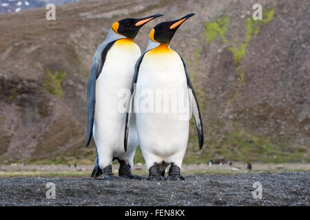 Manchot royal (Aptenodytes patagonicus) adultes standing on beach en colonie de reproduction, Saint Andrews Bay, la Géorgie du Sud, l'Antarctique Banque D'Images