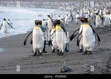 Manchot royal (Aptenodytes patagonicus) adultes standing on beach en colonie de reproduction, Saint Andrews Bay, la Géorgie du Sud, l'Antarctique Banque D'Images