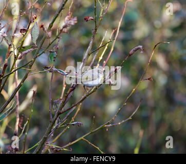 Western Bonelli's Warbler, Phylloscopus bonelli, vagabond en automne Grande-bretagne, saule, scrub Banque D'Images