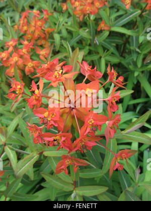 L'euphorbe ésule Euphorbia griffithii, Fireglow plante présentant des fleurs orange rouge vif et des feuilles vertes Banque D'Images