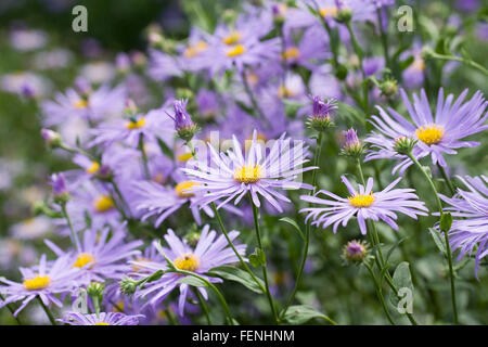 Aster x frikartii 'Monch' dans une frontière. Banque D'Images