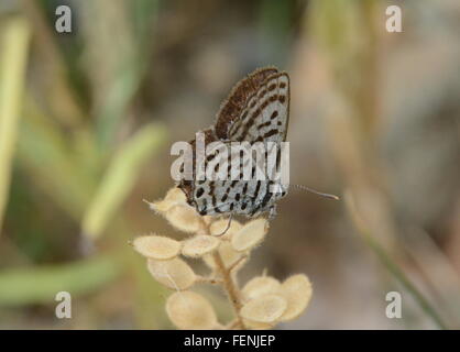 Pierrot des Balkans ou peu Tiger Blue (Tarucus balkanicus) butterfly en Grèce Banque D'Images